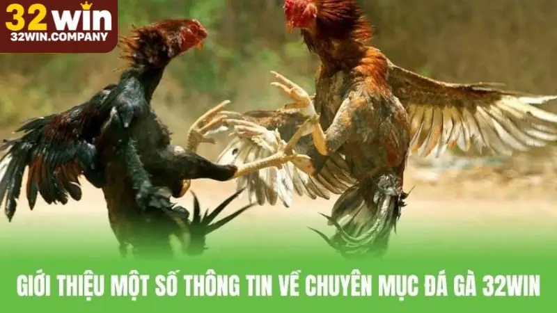 Tìm hiểu tổng quan về sảnh đá gà 32win trực tuyến