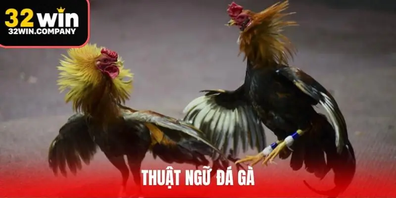 Cập Nhật Từ Điển Thuật Ngữ Đá Gà Từ A-Z Cho Người Mới