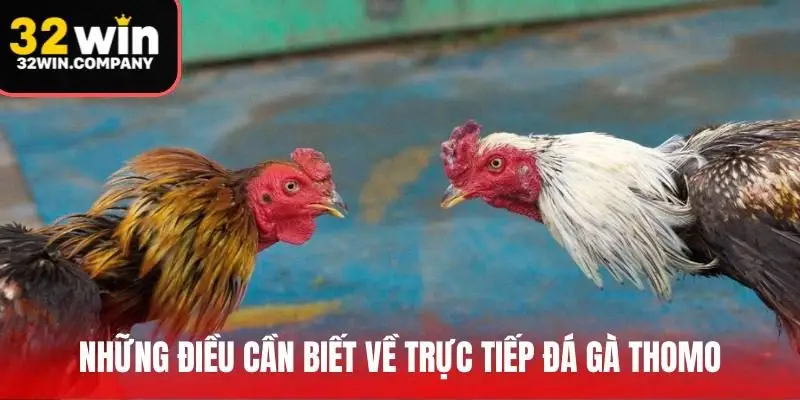 Những điều cần biết về trực tiếp đá gà Thomo
