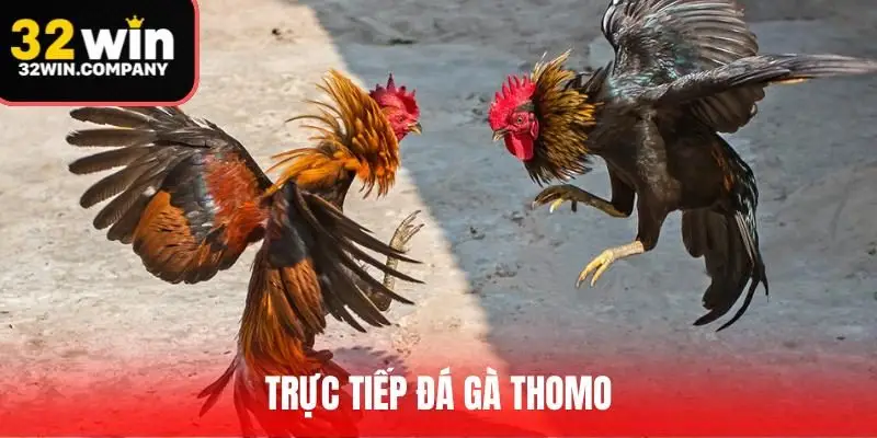 Trực Tiếp Đá Gà Thomo - Nơi Hội Tụ Những Trận Gà Nảy Lửa